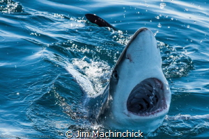 A Blue Shark checking out the divers topside.  Off the co... by Jim Machinchick 